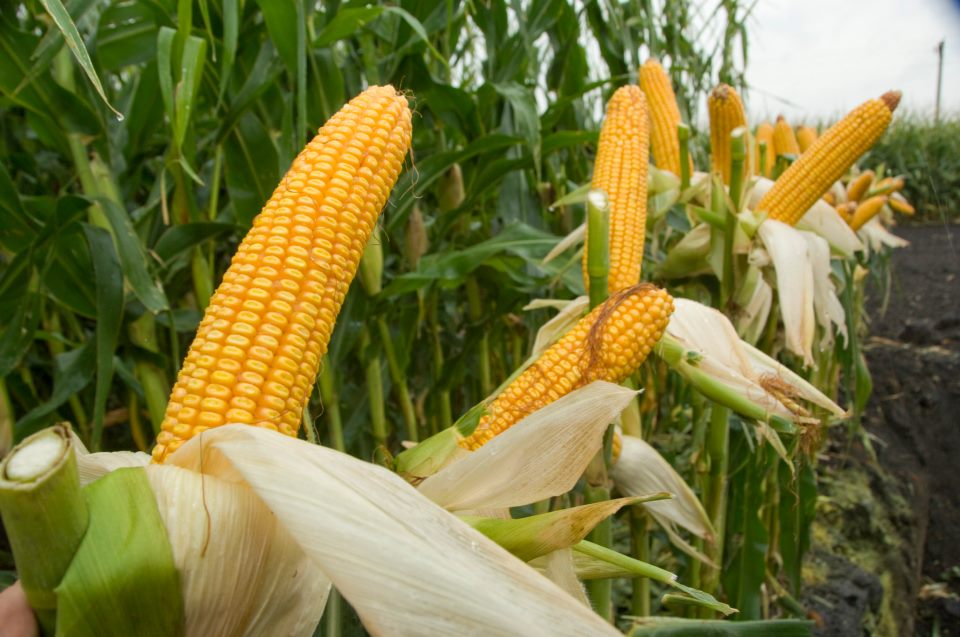 farm1