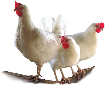 farm1